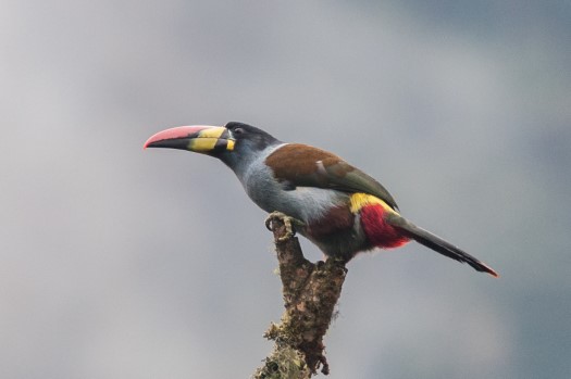 Grey-breasted Mountain-Toucan at Guango Lodge